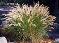 Ornamental Grass Seed - Achnatherum Calamagrostis