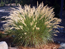 Ornamental Grass Seed - Achnatherum Calamagrostis