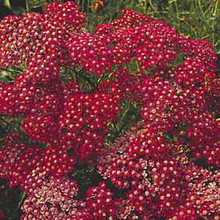 Achillea Yarrow Millefolium Cerise Queen Perennial