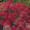 Achillea Yarrow Millefolium Cerise Queen Perennial