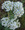 Achillea Yarrow Millefolium White Perennial