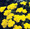Achillea Yarrow Coarctaca Gold Coin Dwarf Perennial