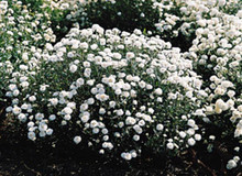 Achillea Ptarmica The Pearl Superior Perennial Seeds