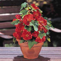 Abutilon Bella Series Mixed Annual Seeds