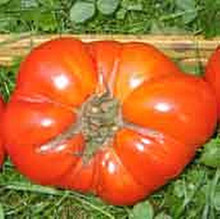 Akers West Virginia Tomato Seed