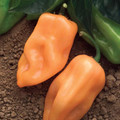 Burning Bush HOT Pepper Seeds