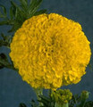 Marigold (African) Jubilee Dt Series - Diamond Seed