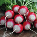 Sparkler Radish Seed