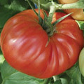 Country Taste Tomato Seed