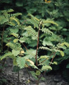 Mimosa Sensitive Plant Seeds