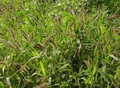 Setaria Verticillata Seeds