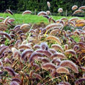 Setaria Viridis Caramel