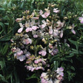 Collinsia Chinese Houses Seed