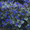 Phacelia Campanularia Blue Seed