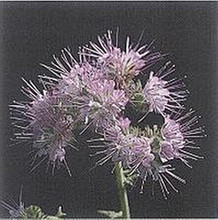 Phacelia Purple Tansy Seeds