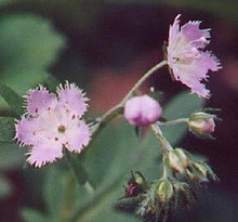 Phacelia Purshii Seeds