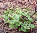 Claytonia Perfoliata Seed