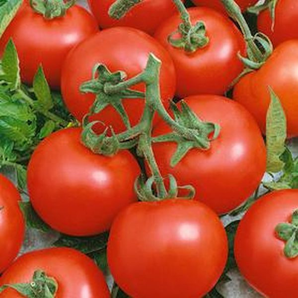 Best Bush Tomato Seed
