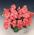 Impatiens Candy Coral Seed