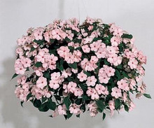 Impatiens Candy Appleblossom Seed