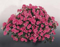 Impatiens Candy Rose Seed