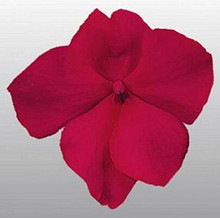 Impatiens Candy Carmine Seed