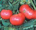 Aunt Ginny's Purple Tomato Seed