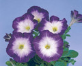 Flower Seeds 50 Pelleted Petunia Seeds Shake Blueberry