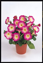 Petunia Merlin Morn Pink Seed