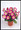 Petunia Merlin Morn Pink Seed