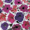 Petunia Frost Mix Seed