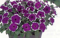 Petunia Frost Blue Seed