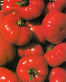 Costoluto Fiorentino Tomato Seed