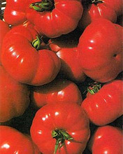 Costoluto Fiorentino Tomato Seed