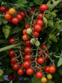 Candyland Red Tomato Seed