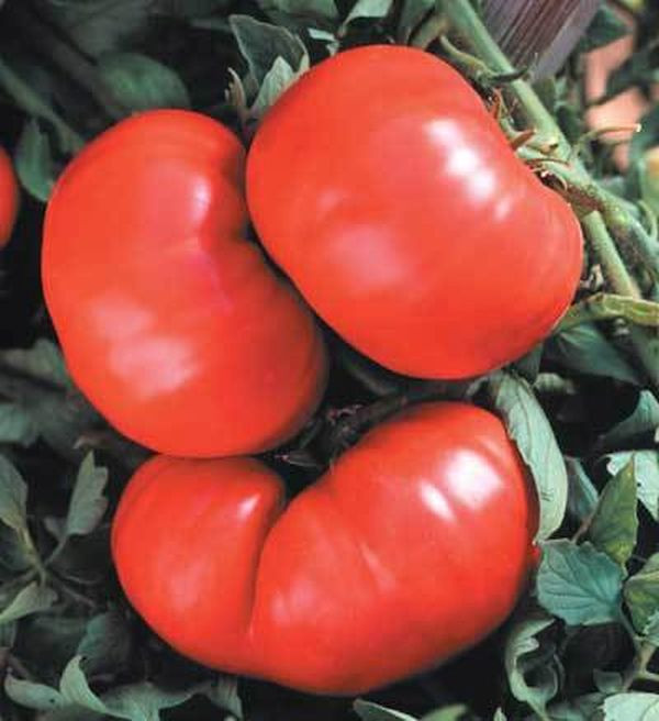 Beefmaster VFN Tomato Seed Pase Seeds