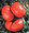 Beefmaster VFN Tomato Seed