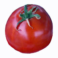 Burbank Red Tomato Seed