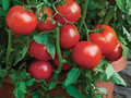 Bush All Star F1 Tomato Seed