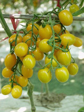 Jelly Bean Yellow Tomato