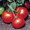 Bush Beefsteak Tomato Seed