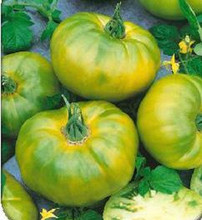 Chefs Choice Green Tomato Seeds