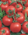 Early Choice Hybrid Tomato Seeds