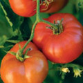Early Red Chief Tomato Seeds