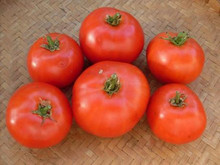Fireworks Tomato Seeds