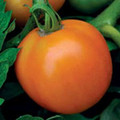 Orange Queen Tomato