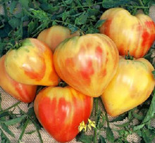 Orange Russian Tomato