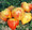Orange Russian Tomato