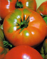 Pantano Romanesco Tomato
