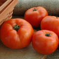 Primo Red Tomato